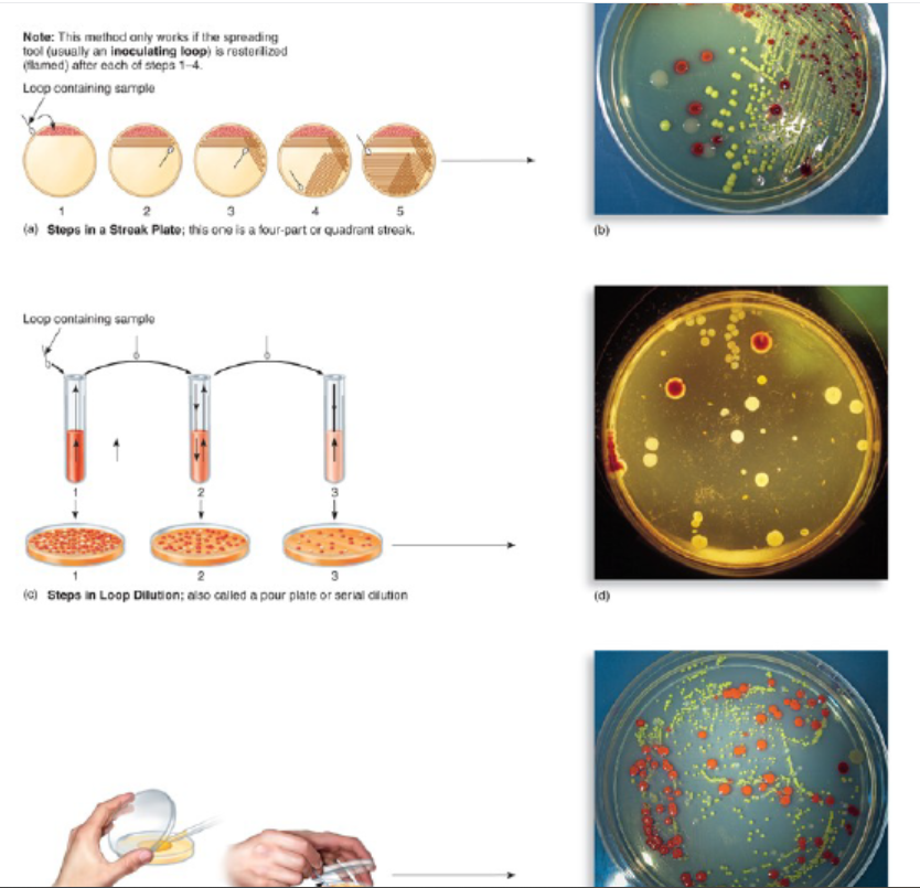<p>spreading samples on plates, then counting the colonies that grow; counts only live cells</p>