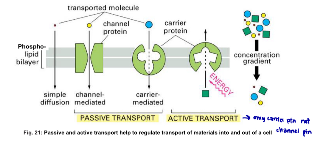 <p>Important for reasons</p><ol><li><p>maintain a <strong>suitable pH and ionic concentration </strong>within the cell for enzyme activity</p></li><li><p>obtain <strong>food supplies for energy</strong> and <strong>raw materials</strong></p></li><li><p><strong>excrete toxic</strong> substances</p></li><li><p><strong>secrete useful</strong> substances</p></li><li><p>generate <strong>ionic gradients</strong> essential for <strong>nervous</strong> and <strong>muscular</strong> activity</p></li></ol><p></p><p>2 categories of processes for entry into, or exit from cells</p><ol><li><p>Passive processes</p></li><li><p>Active processes</p></li></ol><p></p>