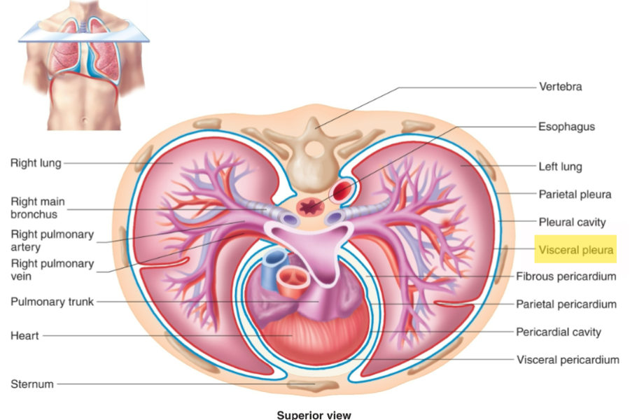 <p><span>The membrane that covers the lung's surface.</span></p>
