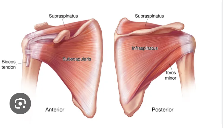 <p><span>Supraspinatus, Infraspinatus, Teres minor, Subscapularis</span></p>