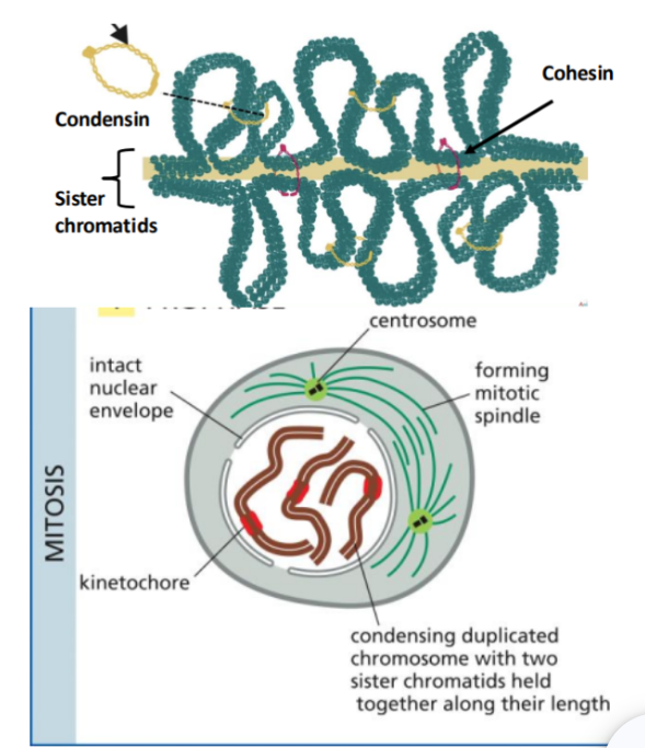 <ul><li><p><span style="background-color: transparent;">The first stage of mitosis</span></p></li><li><p><span style="background-color: transparent;">In this, chromosomes begin to condense and become visible.</span></p></li><li><p><span style="background-color: transparent;">Cohesin proteins hold sister chromatids together, while condensin proteins help compact the chromosomes.</span></p></li><li><p><span style="background-color: transparent;">At the same time, the mitotic spindle starts to form between the two centrosomes.</span></p></li></ul><p></p>