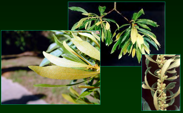 <p>•</p><p>Myricaceae</p><p>•</p><p>Berries (drupes) important for wildlife</p><p>•</p><p>Key Characters:</p><p>•</p><p>Evergreen leaves</p><p>•</p><p>Bayberry scent</p><p>•</p><p>Tiny golden glands on leaf undersides</p><p>•</p><p>Small tree</p>