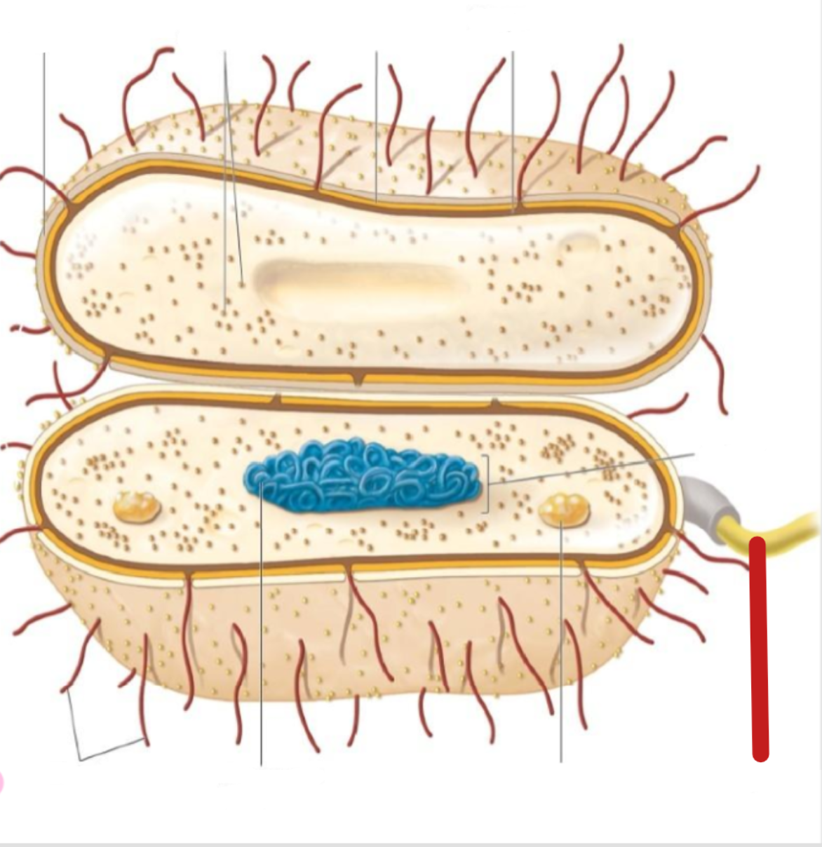 <p>flagella </p>