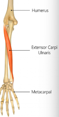 <p>Base of the fifth metacarpal (pinky) </p><p>EXTENDS WRIST; ADDUCTS WRIST</p>