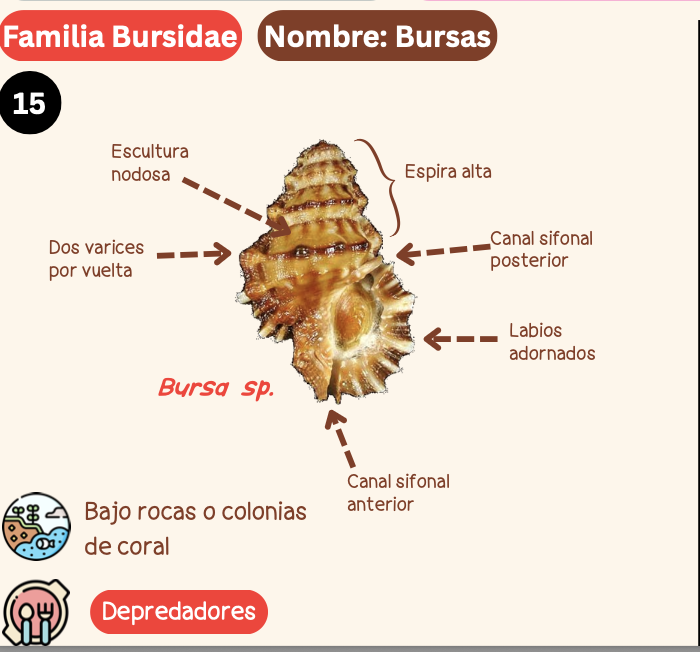 <p><strong>FILO </strong>Mollusca<strong><br>CLASE </strong>Gastropoda<br><strong>SUBCLASE </strong>Caenogastropoda<br><strong>ORDEN </strong>Littorinimorphia<br><strong>FAMILIA </strong>Bursidae<br><strong>GÉNERO </strong><em><u>Bursa sp</u></em><br><strong>NOMBRE COMÚN </strong>Bursas<strong><br>CARACTERÍSTICAS </strong>Escultura nodosa, 2 varices por vuelta, espira alta, canal sifonal posterior, labios adornados, canal sifonal anterior.<br><strong>RÁDULA </strong>Tenioglossa<strong><br>ALIMENTACIÓN  </strong>Depredadores<strong><br>HÁBITAT </strong>Bajo rocas o colonias de coral</p>
