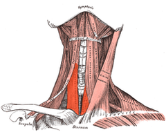 <p>Identify the structure</p>