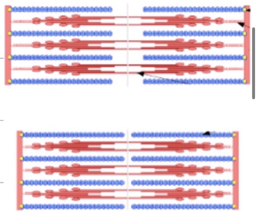 <p>Crossbridge cycling - consequences:</p><ul><li><p>Movement = only about 10 micrometers </p><ul><li><p>Thick (myosin) pulls thin (actin) toward M line</p></li><li><p>Shortening of:</p><ul><li><p>Sarcomere</p></li><li><p>I band</p></li><li><p>H zone</p></li><li><p>NOT A band</p></li></ul></li></ul></li></ul><p></p>