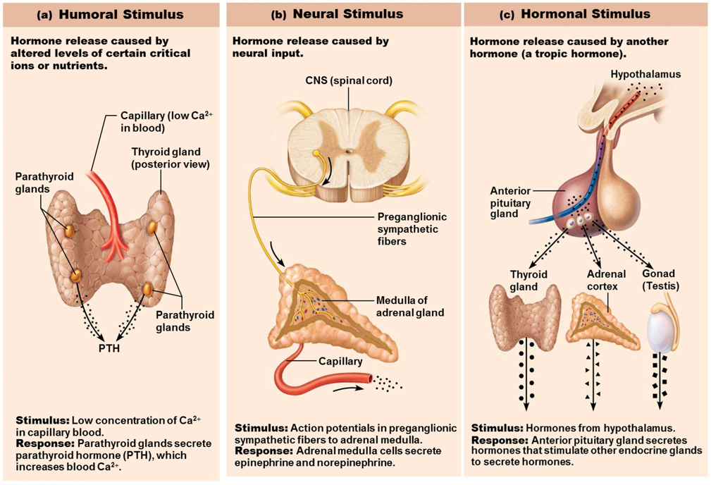 <p>triggered by something in the blood</p><ul><li><p>ex. low Ca2+ in blood causes parathyroid glands to release PTH goes to bones, activates osteoclasts that digest bones to release calcium into the blood, tell kidneys to hold onto calcium.</p></li></ul><p></p>