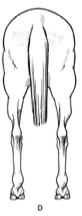 <p>uncommon, postural fault</p>