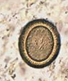 <p>Whats this eggs genus name?</p>