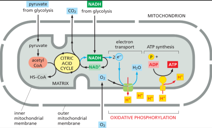 <p>NADH and FADH2 donate electrons to the electron transport chain in the inner mitochondrial membrane. Energy from the electrons pumps H⁺ into the intermembrane space, creating a proton gradient. This gradient drives ATP synthase to make ATP from ADP and phosphate. O<strong>xygen acts as the final electron accepto</strong>r, forming water</p><ul><li><p><u>produces net</u>: <strong>30 ATP</strong></p></li></ul><p></p>