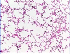 <p>Identify this tissue.</p>