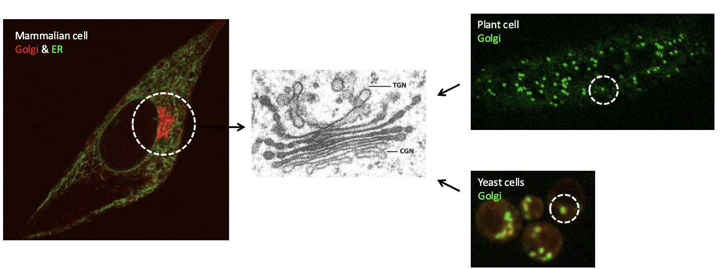 <p>The number and distribution of Golgi complexes vary between different cell types</p><ul><li><p>mammalian cell: typically contains one (large) Golgi complex located near the center of the cell</p></li><li><p>Plant/yeast cells: typically contain several Golgi complexes located throughout the cell</p></li></ul><p></p>