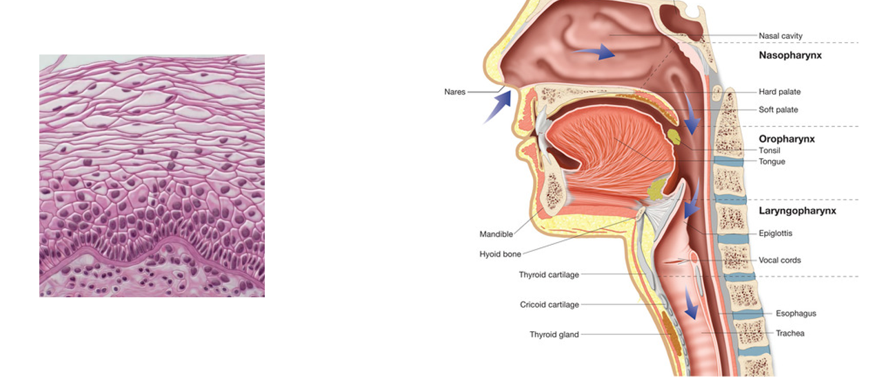 <p>Bottom portion of the pharynx which extends from the <strong>hyoid bone</strong> to the <strong>esophagus.</strong> </p><ul><li><p>Anteriorly - opens into larynx (voice box)</p></li><li><p>Posteriorly - opens into esophagus</p></li><li><p>Also a common passageway for both air and food </p></li><li><p>Lined with <strong>nonkeratinized stratified squamous epithelium </strong></p></li></ul><p></p>