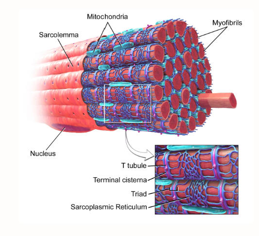 <p>What is the Terminal Cisternae? Function?</p>