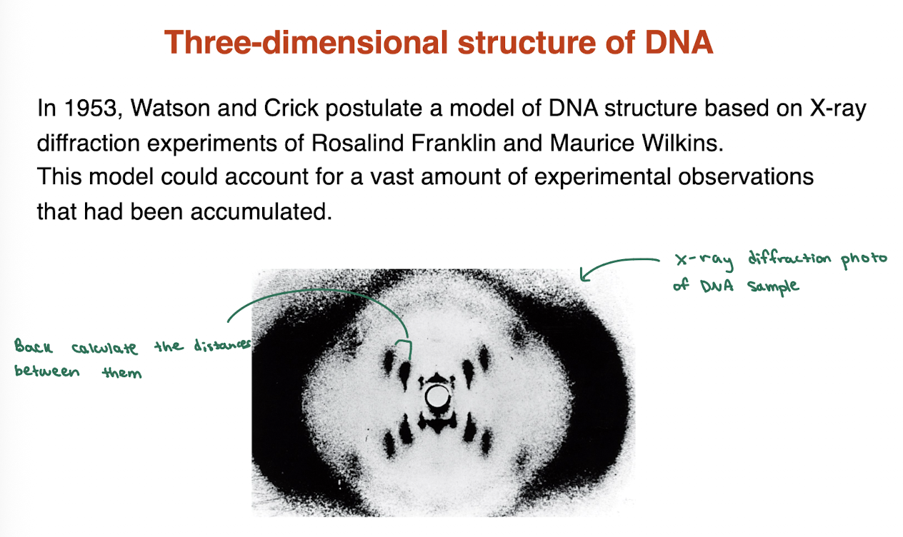 <p>in 1953, Watson and Crick postulate a model of DNA structure based on X-ray diffraction experiments of Rosalind Franklin and Maurice Wilkins. This model could account for a vast amount of experimental observations that had been accumulated. </p>