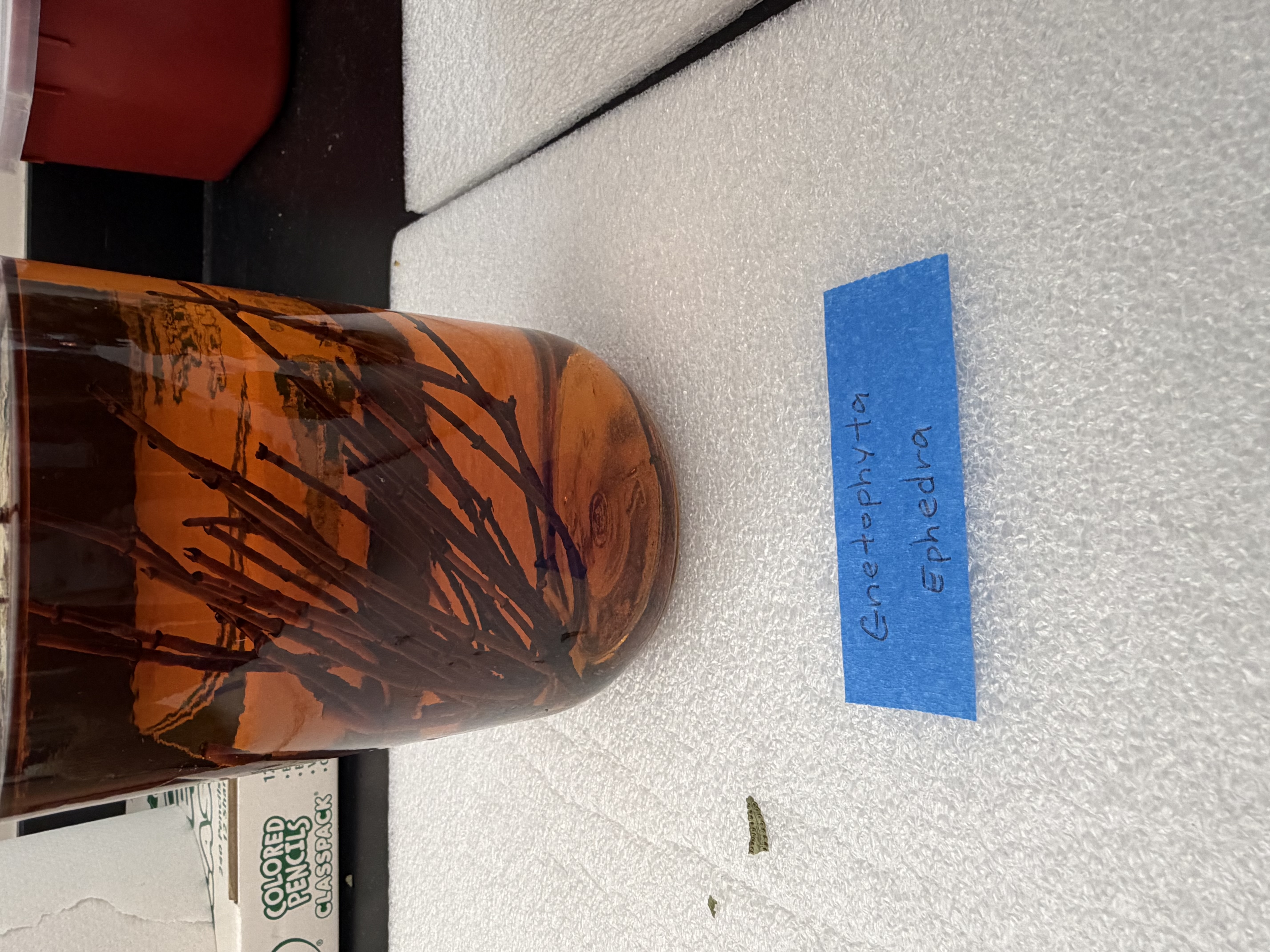 <p>Phylum: Gnetophyta</p>