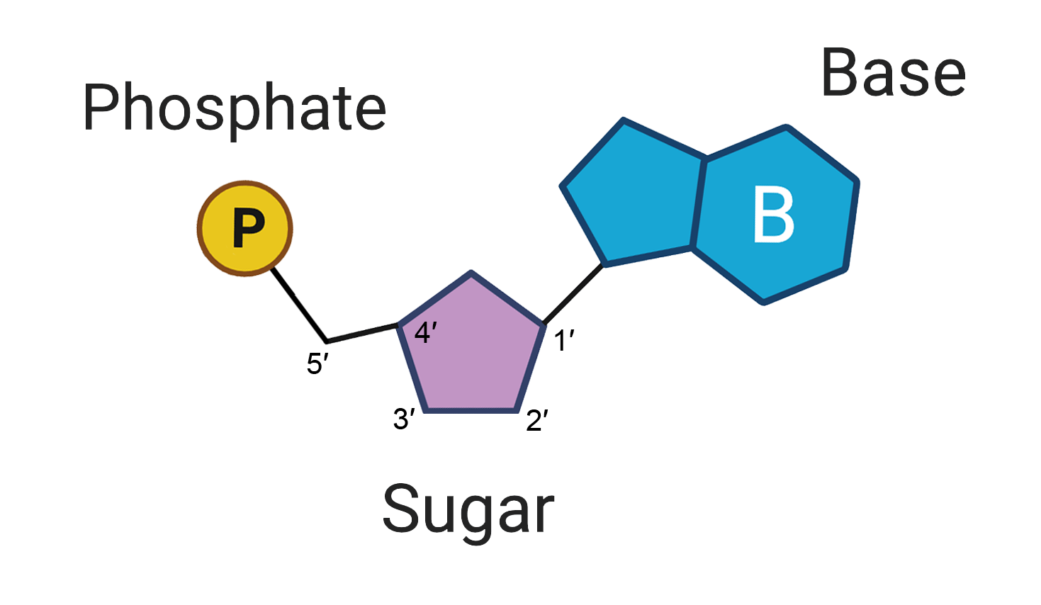 <p></p><p>In DNA, the <strong>nucleotides</strong> are the individual building blocks that make up each strand. Each nucleotide has three parts:</p><ul><li><p><strong>A phosphate group</strong></p></li><li><p><strong>A sugar (deoxyribose)</strong></p></li><li><p><strong>One nitrogenous base</strong>:</p><p></p></li></ul><p></p>