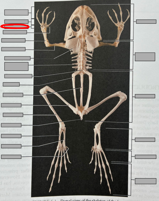 <p>What part of the organism is this?</p>