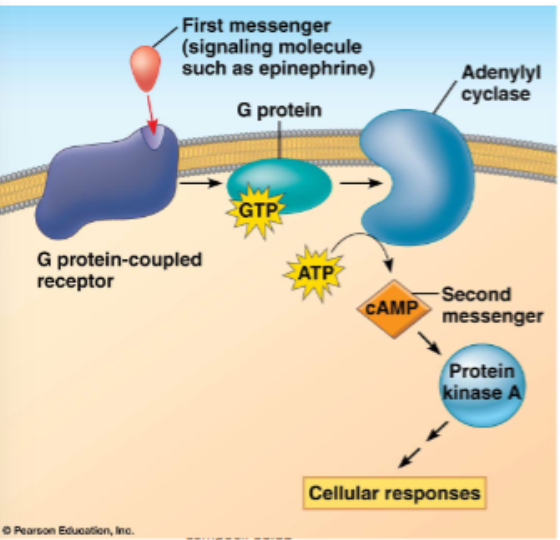 <ul><li><p>sometimes another small molecule is included in the cascade, these are second messengers</p><ul><li><p>e.g. cAMP and calcium ions</p></li></ul></li><li><p>recall earlier GPCR slide, plus:</p><ul><li><p>the activated enzyme is adenylyl cyclase converts ATP to cAMP</p></li><li><p>cAMP acts as a secondary messenger and activates downstream proteins, for example, PKA which phosphorylates other proteins</p></li></ul></li></ul><p></p>