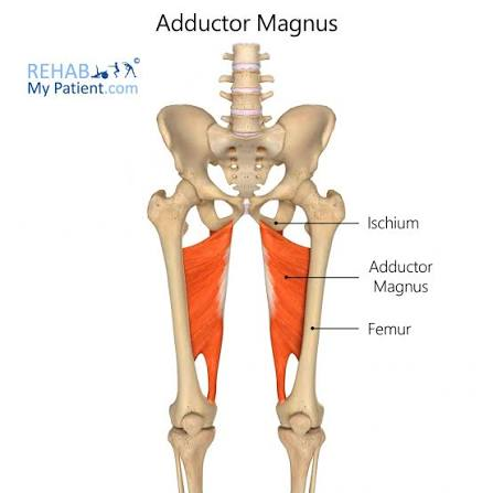 <p><strong>Adductor part</strong>āischiopubic ramus</p><p><span style="background-color: transparent;"><strong>Hamstring part</strong>āischial tuberosity</span></p>