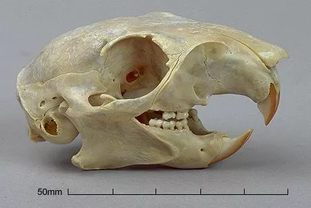 <p>1/1 incisors, sciuromorphous, 4 cheekteeth; grayish red body lighter belly, bushy tail</p>