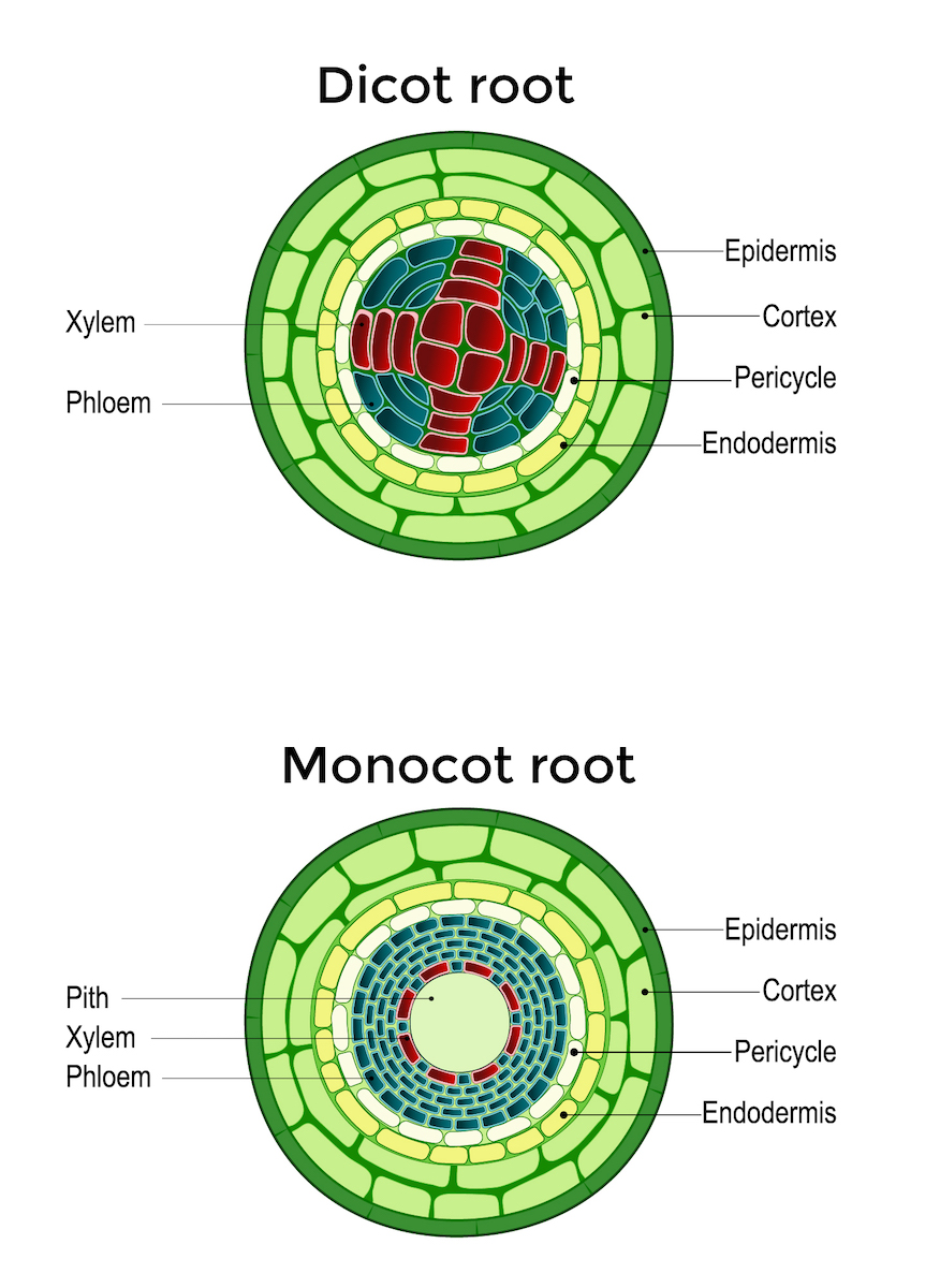 <p>Xylem and phloem in the centre, xylem makes cross shape whilst phloem cells in between the arms of the cross. </p><p>Ring of cells around cross is endodermis</p><p>Cortex cells as the rest of the root with epidermis around it all. </p>