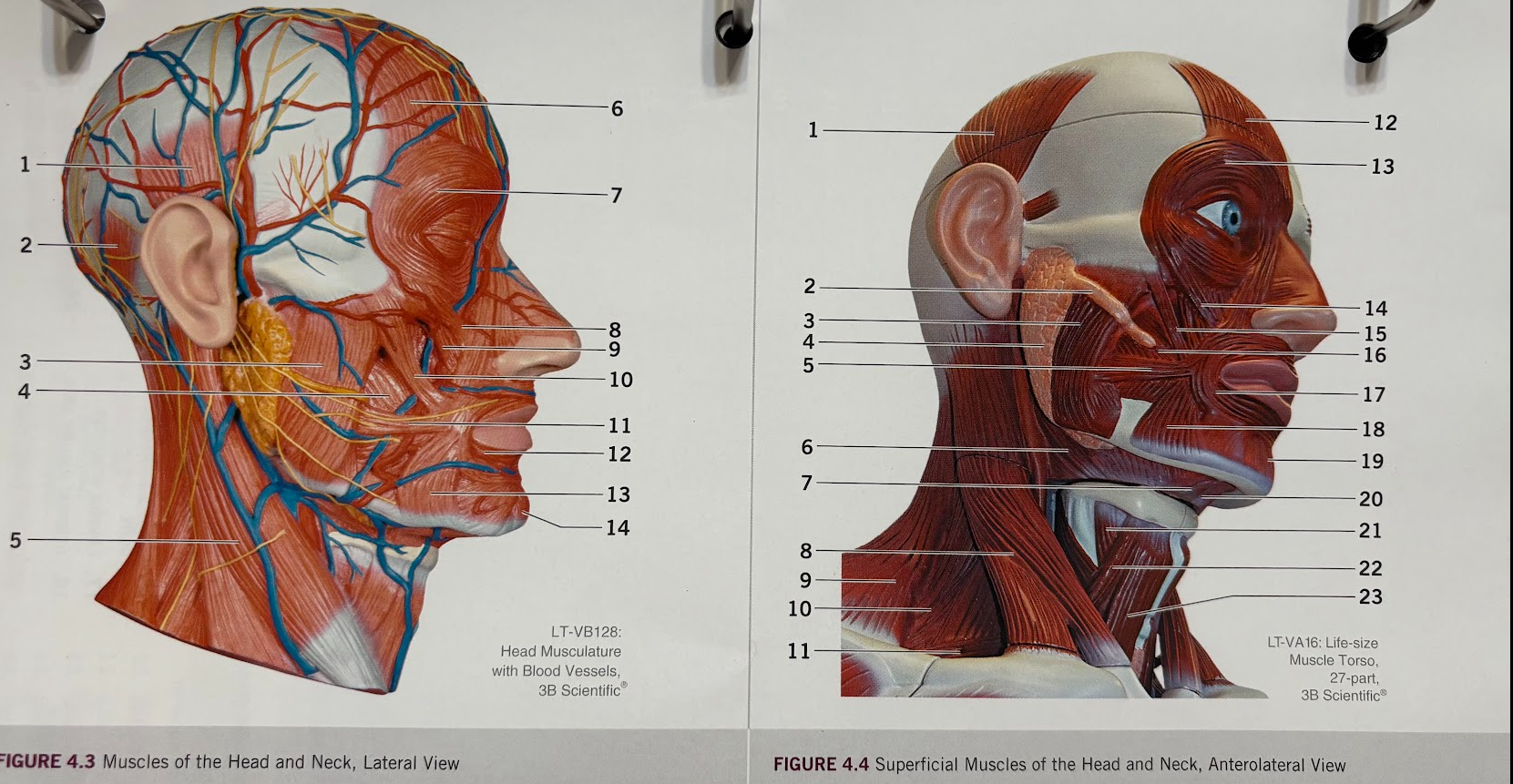 <p>What is #9 and #14? (same muscle)</p>