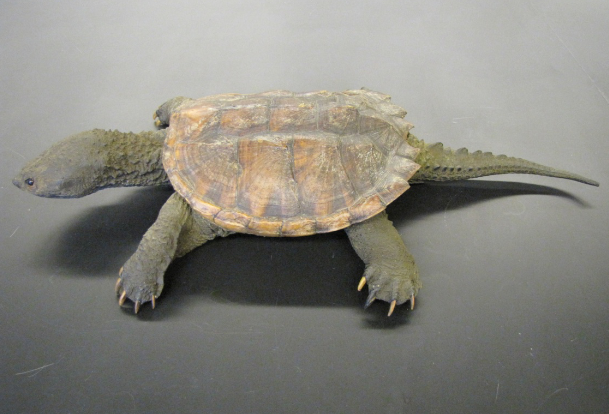 <p>Common name, Family, Scientific Name?</p>