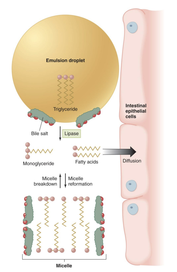 <p>triglycerides → (lipase) → FFA → rebuild triglyceride in cells</p>