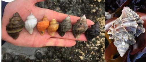<p>Eats barnacles and small mussels, creates egg cases after reproducing, direct development, predator, variety of shells based on env.</p>