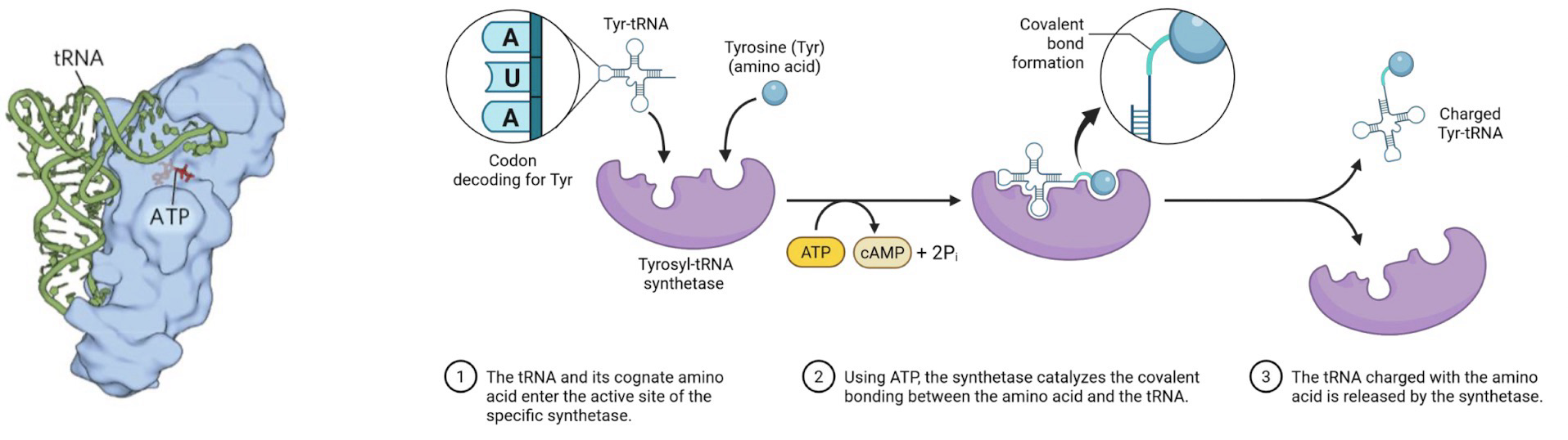 <p><strong>Aminoacyl-tRNA synthetases</strong> (20) add an AA to the <strong>3’ end</strong> of the appropriate tRNA creating a charged tRNA (Uses ATP)</p><ul><li><p>Selects tRNA by binding to the bases that are unique to each tRNA = <strong>Variant bases</strong></p><ul><li><p>Bases in <strong>tRNA</strong> that confer binding specificity can be found in the acceptor stem the <strong>anticodon</strong> loop, including the nucleotides on the anticodon itself, and the variable arm</p></li><li><p>I.e., a single G=U base pair in the AA arm of tRNA<sup>Ala</sup> determines the tRNA recognition by Ala-tRNA synthetases</p></li></ul></li></ul><p>Basically, a few nts on tRNAs are specifically recognized by specific Aminoacyl-tRNA synthetases</p>