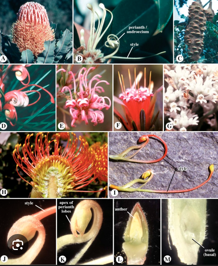 <ul><li><p>Uniseriate perianth</p></li></ul><p></p>