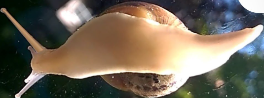 <p>muscular foot </p>