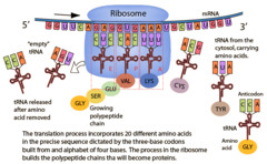 <p>EPA sites:</p><p>E site= tRNA exits</p><p>P site- growing protein held here</p><p>A site- new amino acid added here</p><p>1. peptide bond formed between A and P amino acids</p><p>2. P amino acid then leaves P tRNA</p><p>3. mRNA translocates to move A amino acid to P site</p><p>STOP codon- no tRNA, instead binds release factor so final amino acid leaves its tRNA</p><p>5/3'-UTR- untranslated regions at each end of mRNA, assist regulation of translation</p><p>mRNA is translated 5 -> 3</p><p>protein is synthesized N -> C</p>