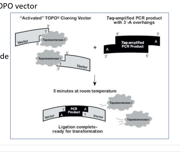 <ul><li><p>much fatser than original ways when no RE sites </p></li><li><p>palmids naturally have TOPO vector with tropoisomerae 1 attached to ends with 3’ T on it </p></li><li><p>in PCR Taq polymerasee leaves 3’ A </p></li><li><p>Toposimonerase joings the A and the T toegteher insead od DNA ligase </p></li><li><p>much quicker </p></li></ul><p></p>