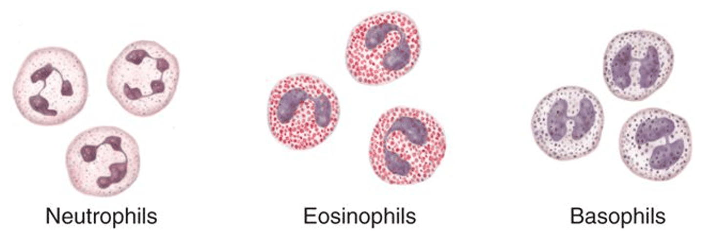 <p>WBC with numerous dark-staining granules; eosinophil, neutrophil, and basophil</p>