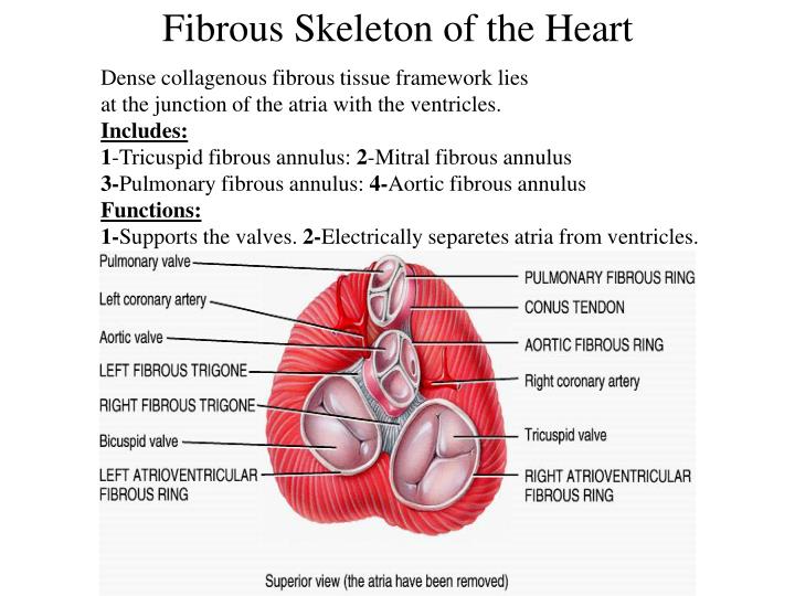 <ul><li><p>fibrous skeleton is collagenous and elastic fibers, it is concentrated in the walls between heart chamber, fibrous rings around the valves and in sheets of tissue that interconnects the rings </p></li><li><p>it function to provide structural support for the heart, around valves and openings of the great vessels, holds these oriface open and prevents them from excessively stretching when blood comes in </p></li><li><p>anchors the cardiomyocytes and gives them something to pull against </p></li><li><p>nonconductor of electricity, serves as electrical insulation between the atria, and ventricles so that atria cannot stimulate ventricles directly the instulation is important to timing and coordination of electrical and contractile activity </p></li><li><p>some authorities think that elastic recoil of the fibrous skeleton may aid in refilling the hear with blood after each beat </p></li></ul><p></p>