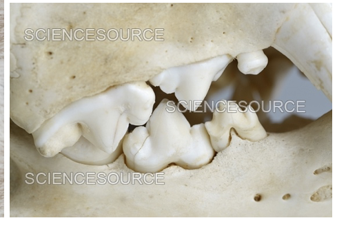 <p>What is unique about the skulls found in order Carnivora</p>