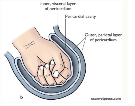 <p><span style="background-color: transparent;">Sac surrounding the heart</span></p><p><span style="background-color: transparent;">Inner visceral layer: on the surface of the heart</span></p><p><span style="background-color: transparent;">Outer parietal layer</span></p><p><span style="background-color: transparent;">No significant lumen</span></p>