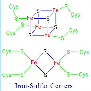 <ul><li><p>Fe-S centers are prosthetic groups containing 2, 3, 4, or 8 iron atoms complexed to elemental and cysteine S</p></li><li><p>electron transfer proteins may contain multiple Fe-S centers</p><ul><li><p>4-Fe centers have a tetrahedral structure, with Fe and S atoms alternating as vertices of a cube</p></li></ul></li><li><p>Fe-S centers transfer only one electron even if they contain two or more iron atoms, because of the close proximity of the iron atoms</p></li></ul><p></p>