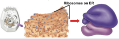 <p>Microscopic cellular structure that synthesizes (builds) proteins. Some float free in the cytoplasm and some are on the Rough ER</p>