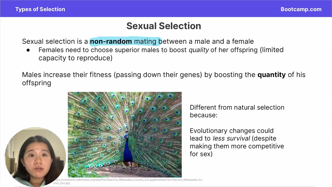 <p>by boosting the quality of offspring </p>