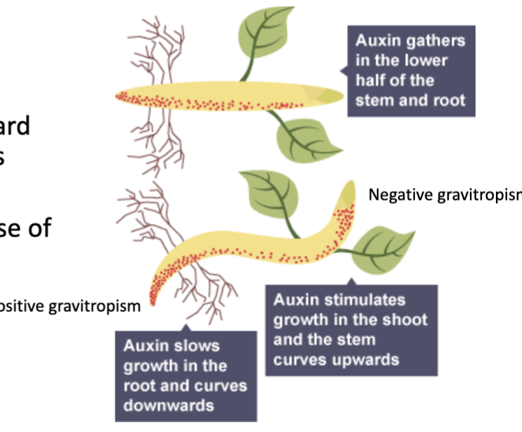 <p>Downward gravitropic response of roots</p>