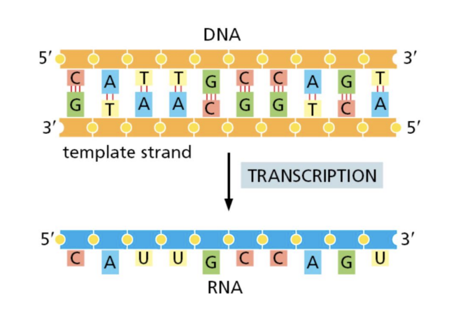 <ul><li><p>by the process of transcription</p></li></ul><p></p>