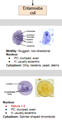 <p>Intestinal</p>