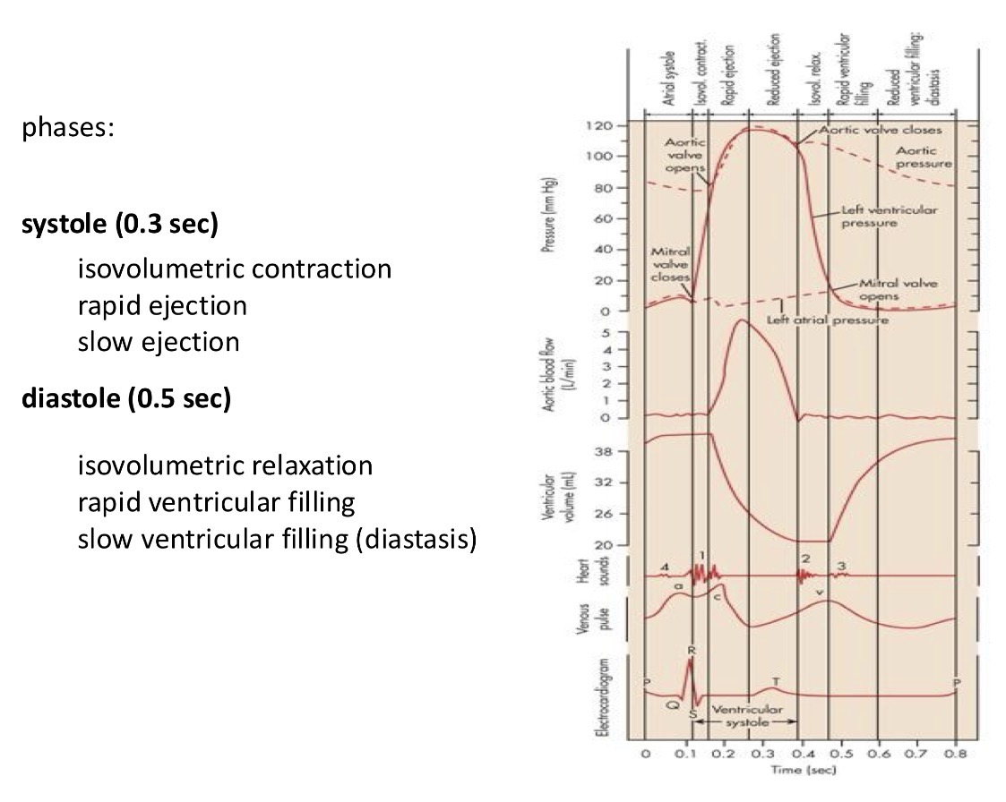 <p>Explain the integration of electric signals into the cardiac cycle. Explain this image</p>