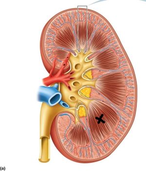 <p>identify the part of the kidney identified by the x in the image below</p>