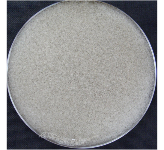 <p>black bread mold; zygomycota</p><p></p>