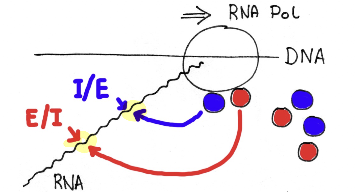 <p>Proteins that mark the location of introns while mRNA synthesis is occurring through locating and situating at exon/intron boundaries and intron/exon boundaries</p>